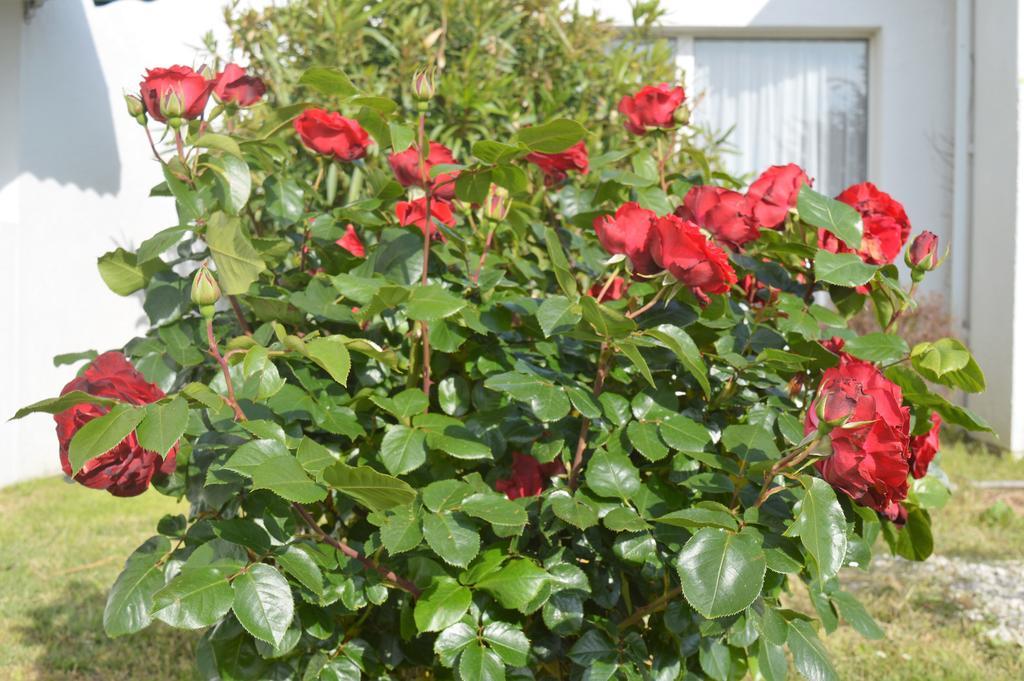 Les Jardins D'Oleron Hotel Saint-Pierre-d'Oleron Luaran gambar